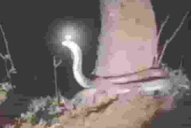 Singrauli Nagmani News: सिंगरौली में वायरल हो रहा मणि वाला सांप, मोबाइल से खींच ली फोटो