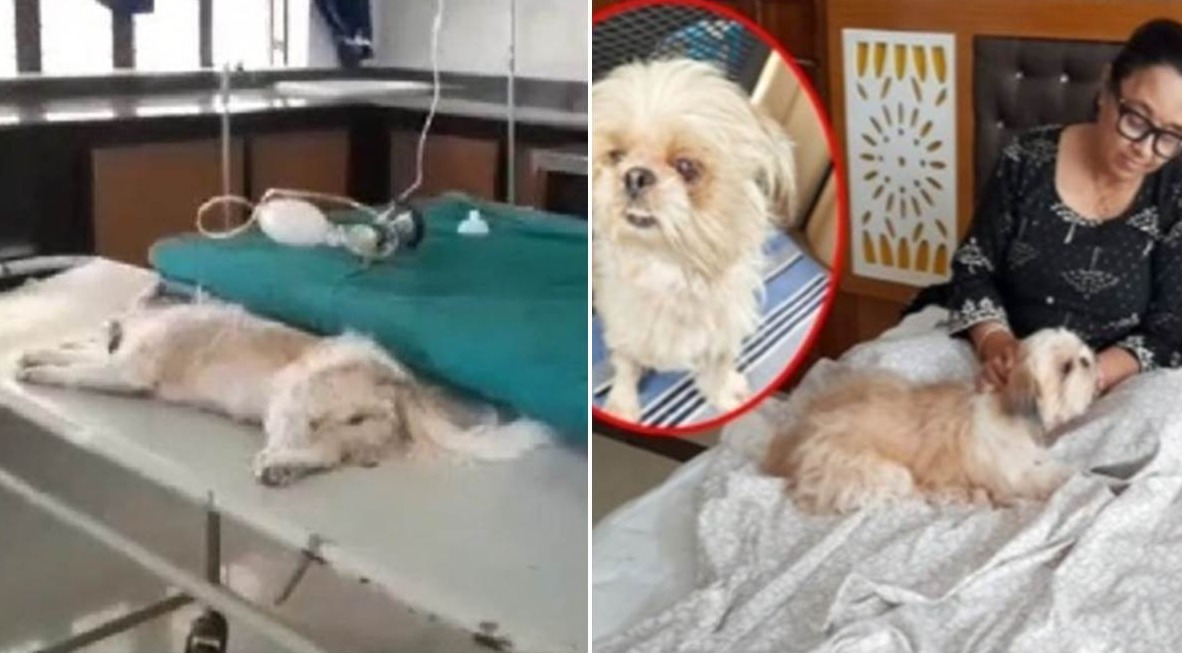 Dog Murder Case : शहर में एक कुत्ते की मौत से मचा हड़कंप पुलिस ने कब्र से निकलवाया कुत्ते का शव