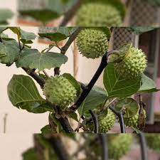 Health Benefits Of Datura: बड़े काम का है यह भगवान शिव को चढ़ने वाला धतूरा, हड्डियों के लिए है रामबा