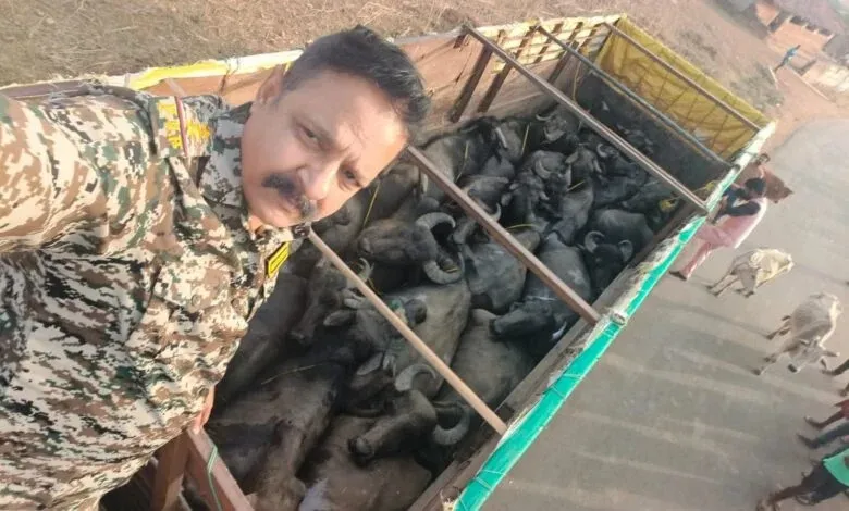 Singrauli News: बूचड़खाने ले जा रहे 20 भैसे कोतवाली पुलिस ने किया बरामद , चालक फरार