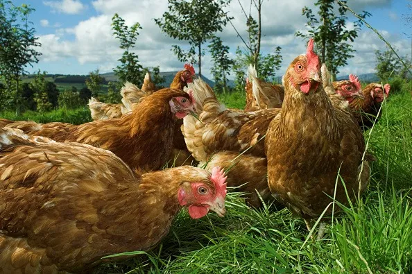 Australia Detects H7 Bird Flu At Egg Farm