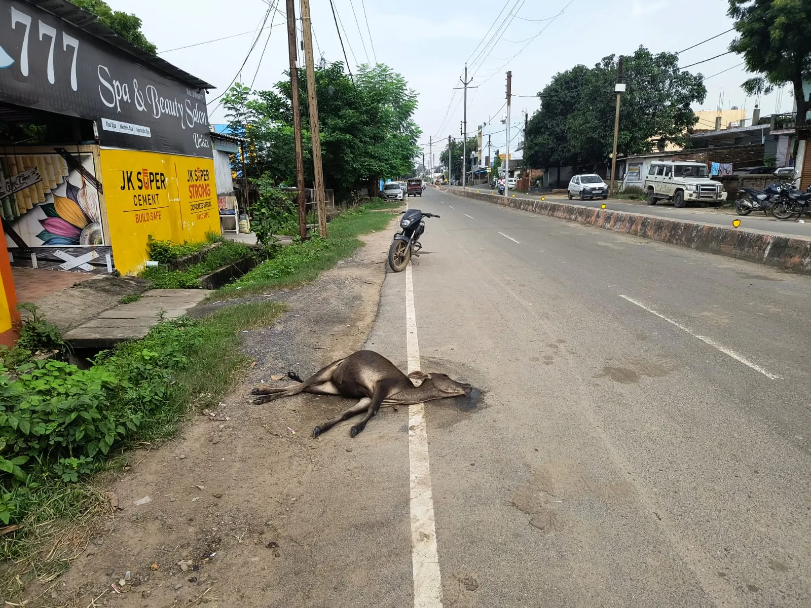 Singrauli News : तीन दिन से तड़प रहा गाय का बच्चा, जिम्मेदार नहीं ले रहे सुध