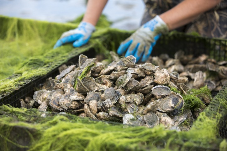 Oyster blood protein helps fight against superbugs: study