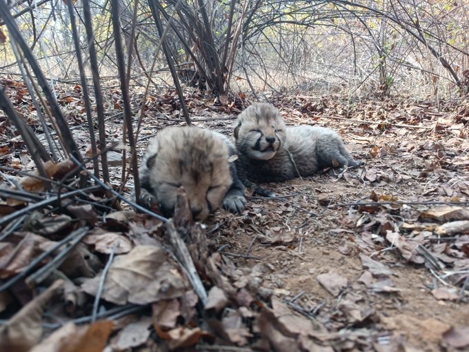 Tiger Reserve: कूनो में वीरा के नए दो शावकों को मिलाकर कुल 26 चीते