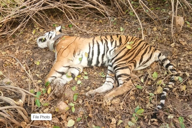 Singrauli News: बाघिन की संदिग्ध हालत में मौत, मौत के कारणों का पता लगाने में जुटा वन अमला