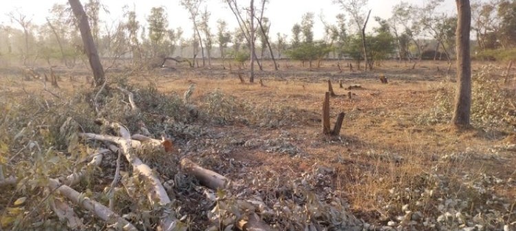 Singrauli Pollution: सिंगरौली में वनों के अस्तित्व पर मंडरा रहा खतरा, गायब होती हरियाली से खड़े हो र