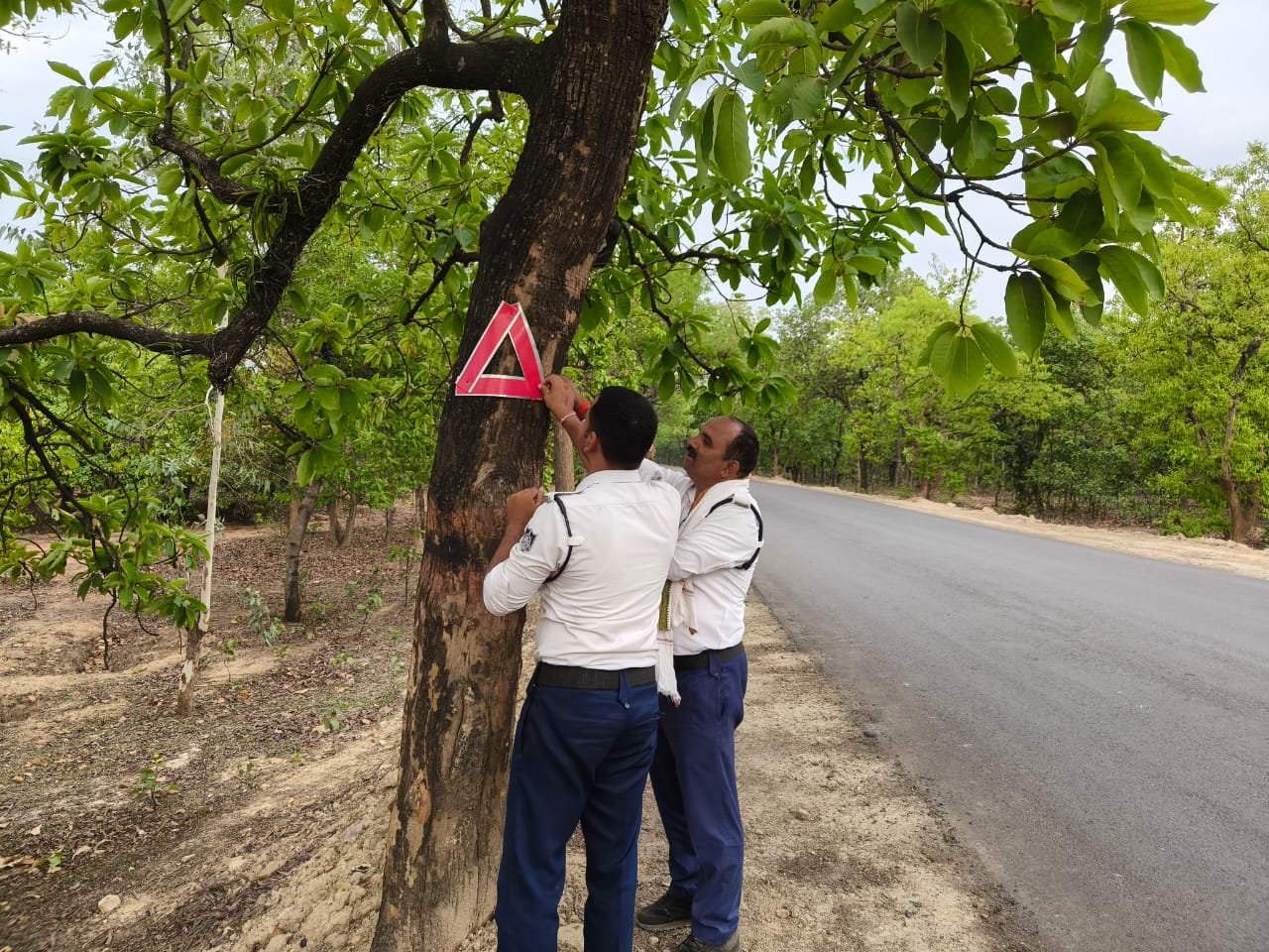 Singrauli News: सड़क दुर्घटनाओं की रोकथाम हेतु अमिलिया घाटी में लगाया गया रेडियम ट्री रिफ्लेक्टर