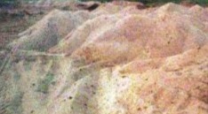 Singrauli News: बरवाहडीह-बड़रम में सोन नदी से उत्खनन कर बड़े पैमाने पर जमा रेत, अभ्यारण्य अमले पर अनद