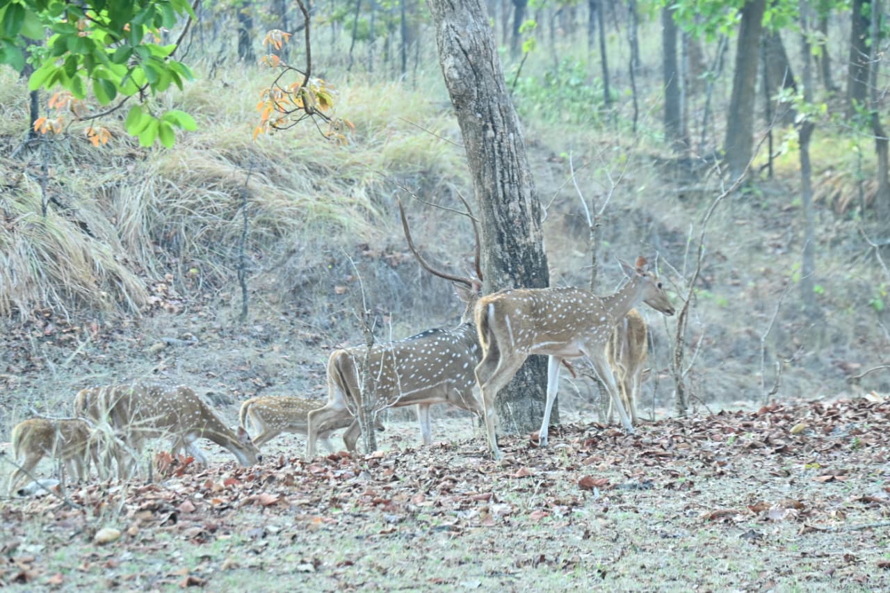 Sidhi News: दुबरी टाइगर रिजर्व पहुंचे सांसद डॉ. राजेश मिश्रा, स्वास्थ्य केंद्र का किया निरीक्षण
