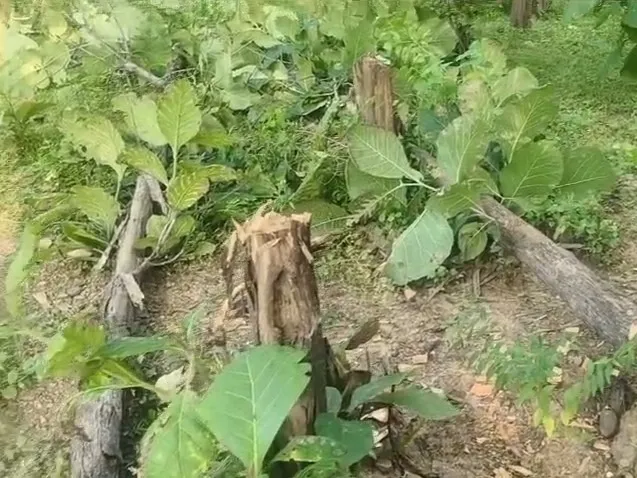 Singrauli News: बगदरा कला के जंगल में बेखौफ कटे सागौन के हरे पेड़, वन विभाग की कार्रवाई से मचा हड़कं