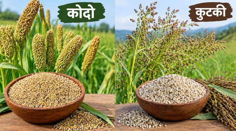 Singrauli News: कोदो-कुटकी उपार्जन के लिए 5 नवंबर तक कराएं पंजीयन