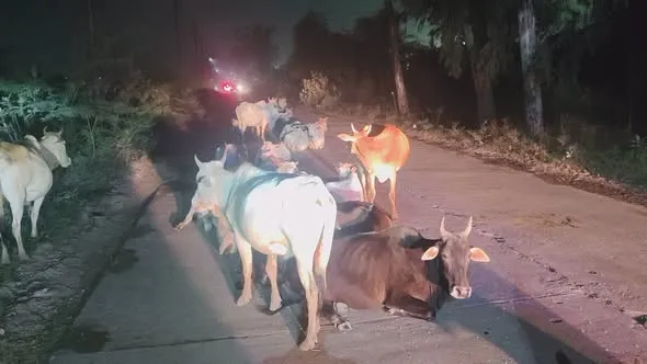 Singrauli News: विंध्यनगर-शक्तिनगर मार्ग पर मवेशियों का जमावड़ा, बंद स्ट्रीट लाइटों के बीच हादसों का