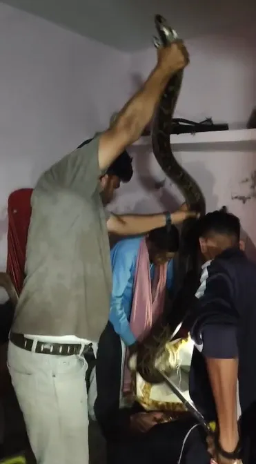 Singrauli News: बैढ़न में घर के अंदर निकला अजगर, वन विभाग ने सुरक्षित रेस्क्यू कर जंगल में छोड़ा